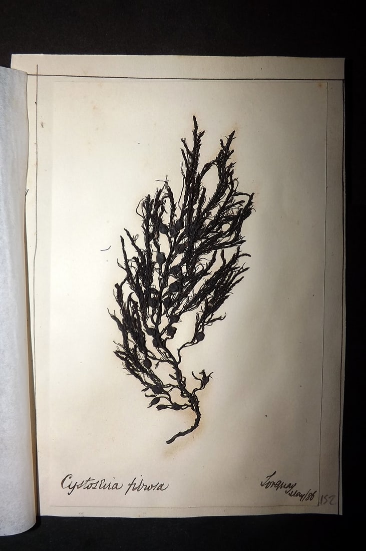 Pressed Seaweed 1880's British Herbarium from Torquay, Devon (1 of 1)