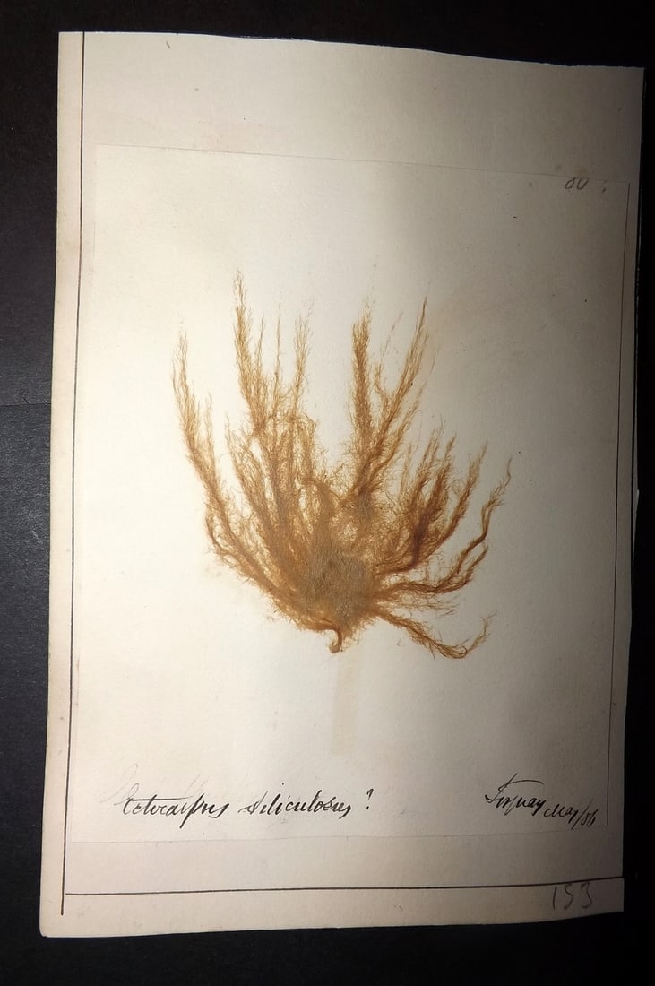 Pressed Seaweed 1880's British Herbarium from Torquay, Devon (1 of 1)