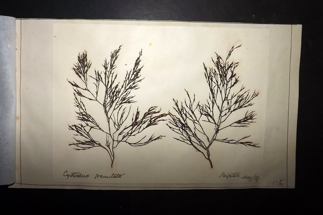 Pressed Seaweed 1880's British Herbarium from Paignton, Devon (1 of 1)