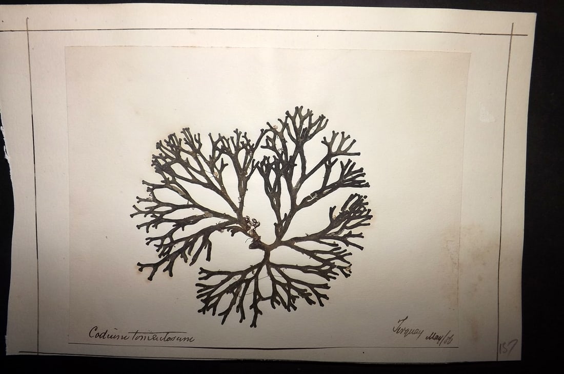 Pressed Seaweed 1880's British Herbarium from Torquay, Devon (1 of 1)