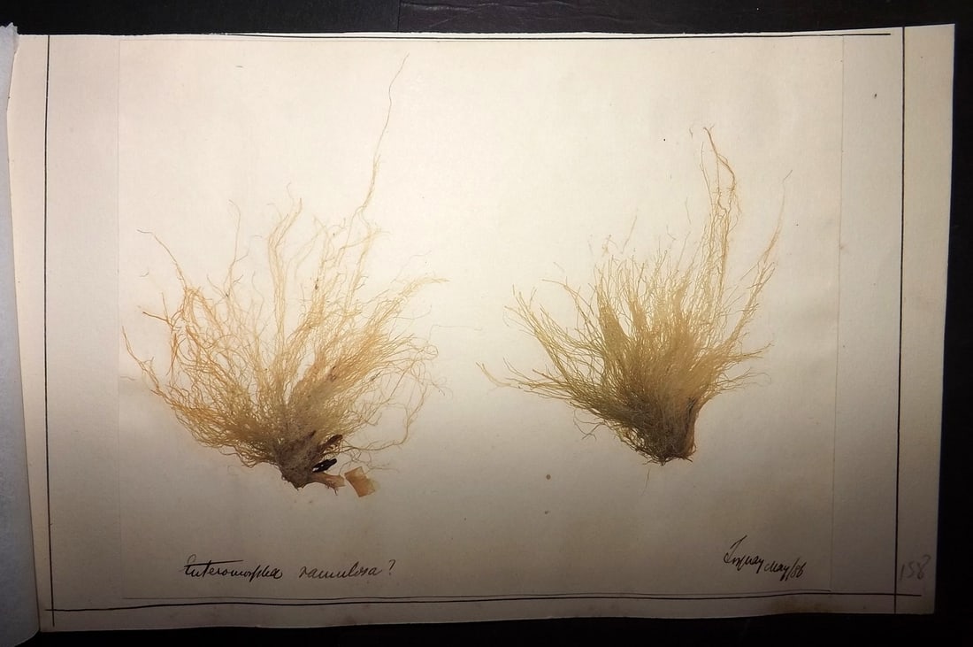 Pressed Seaweed 1880's British Herbarium from Torquay, Devon (1 of 1)