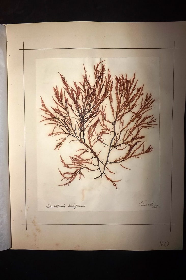 Pressed Seaweed 1880's Folio British Herbarium from Falmouth, Cornwall (1 of 1)