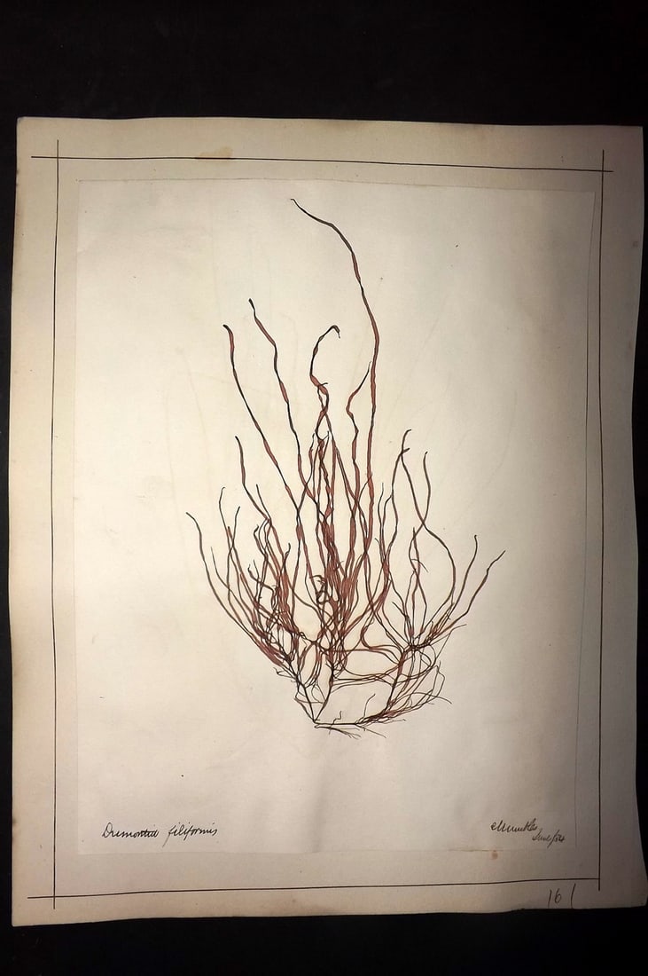 Pressed Seaweed 1880's Folio British Herbarium from Exmouth or Worthing? (1 of 1)