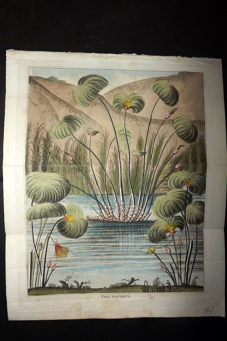 Shaw, Simeon 1823 Hand Col Botanical Print. The Papyrus: Hand Colored Aquatint Published 1823, London for "Nature Displayed in the Heavens, and on the Earth" by Simeon Shaw. Folds as issued. Paper Size: 9.5 x 8 inch (24 x 20cm) Good Condition
