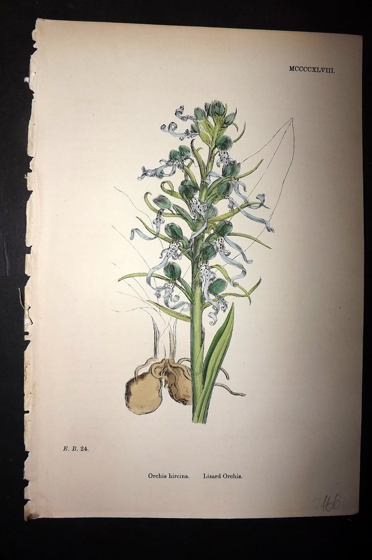 Sowerby, James C1880 Hand Col Botanical Print. Lizard Orchis 1448 Orchid: Hand Colored Lithograph Published 1863-86, London for "English Botany" by John & James Sowerby. Paper Size: 10 x 7 inch (25 x 18cm) Good Condition
