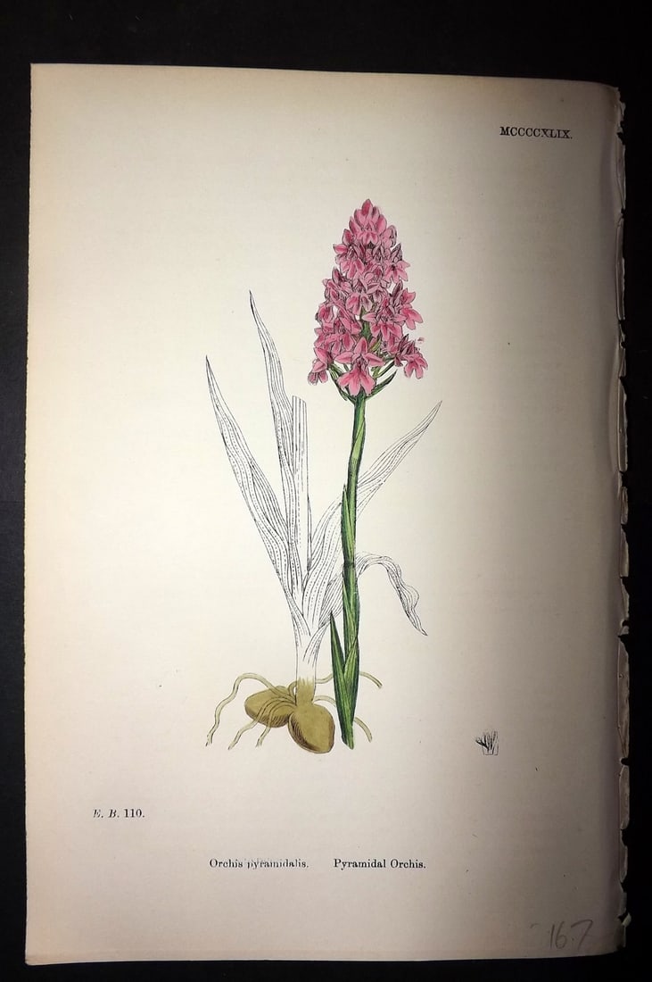 Sowerby, James C1880 Hand Col Botanical Print. Pyramidal Orchis 1449 Orchid: Hand Colored Lithograph Published 1863-86, London for "English Botany" by John & James Sowerby. Paper Size: 10 x 7 inch (25 x 18cm) Good Condition