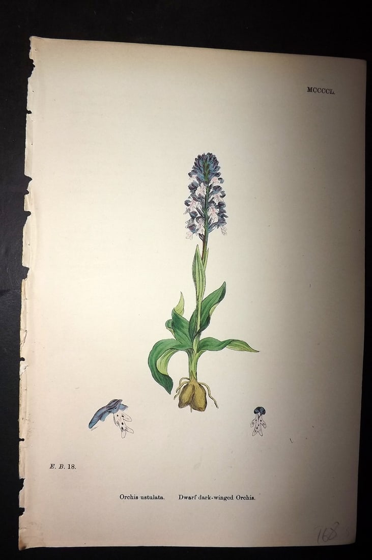Sowerby, James C1880 Hand Col Botanical Print. Dwarf dark winged Orchis 1450 Orchid: Hand Colored Lithograph Published 1863-86, London for "English Botany" by John & James Sowerby. Paper Size: 10 x 7 inch (25 x 18cm) Good Condition