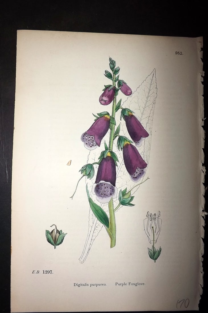 Sowerby, James C1880 Hand Col Botanical Print. Purple Foxglove 952: Hand Colored Lithograph Published 1863-86, London for "English Botany" by John & James Sowerby. Paper Size: 10 x 7 inch (25 x 18cm) Good Condition