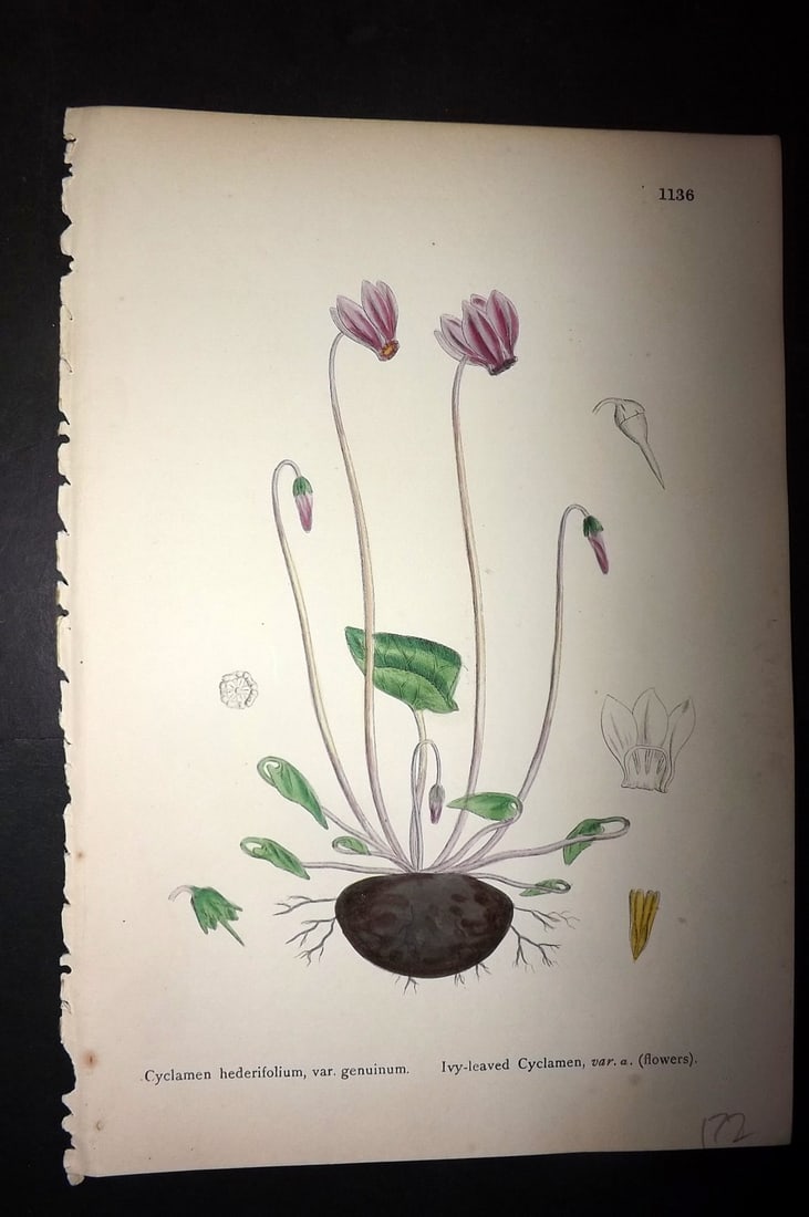 Sowerby, James C1880 Hand Col Botanical Print. Ivy Leaved Cyclamen 1136: Hand Colored Lithograph Published 1863-86, London for "English Botany" by John & James Sowerby. Paper Size: 10 x 7 inch (25 x 18cm) Good Condition