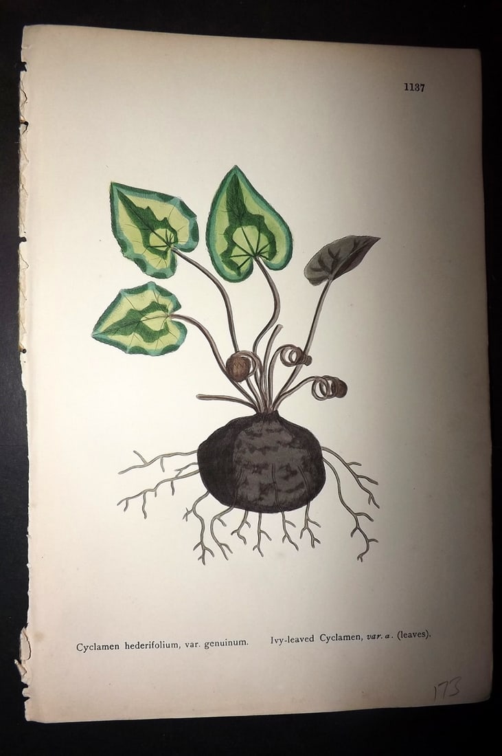 Sowerby, James C1880 Hand Col Botanical Print. Ivy Leaved Cyclamen 1137: Hand Colored Lithograph Published 1863-86, London for "English Botany" by John & James Sowerby. Paper Size: 10 x 7 inch (25 x 18cm) Good Condition