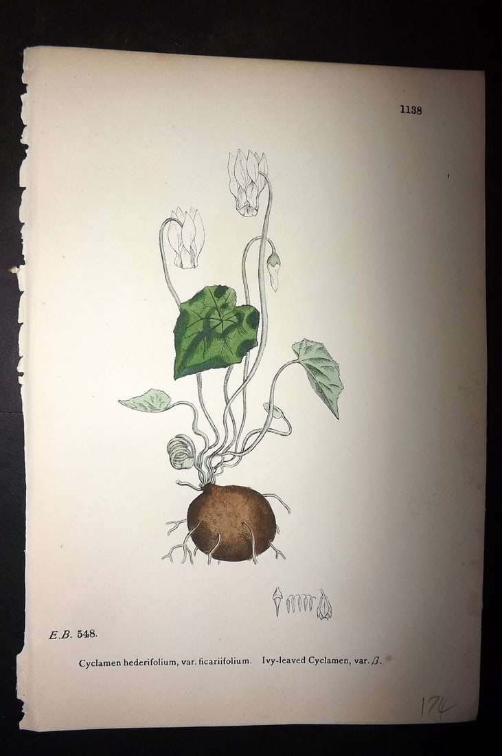 Sowerby, James C1880 Hand Col Botanical Print. Ivy Leaved Cyclamen 1138: Hand Colored Lithograph Published 1863-86, London for "English Botany" by John & James Sowerby. Paper Size: 10 x 7 inch (25 x 18cm) Good Condition
