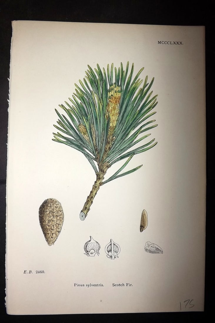 Sowerby, James C1880 Hand Col Botanical Print. Scotch Fir - Pine Cone 1380: Hand Colored Lithograph Published 1863-86, London for "English Botany" by John & James Sowerby. Paper Size: 10 x 7 inch (25 x 18cm) Good Condition