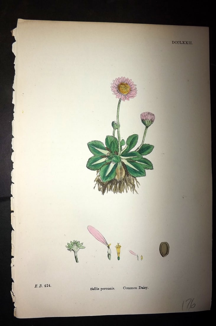 Sowerby, James C1880 Hand Col Botanical Print. Common Daisy 772: Hand Colored Lithograph Published 1863-86, London for "English Botany" by John & James Sowerby. Paper Size: 10 x 7 inch (25 x 18cm) Good Condition