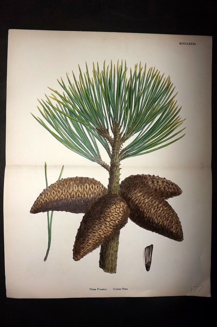 Sowerby, James C1880 Hand Col Double Botanical Print. Cluster Pine 1381: Hand Colored Lithograph Published 1863-86, London for "English Botany" by John & James Sowerby. Centre fold as published. Paper Size: 13 x 10 inch (33 x 26cm) Good Condition