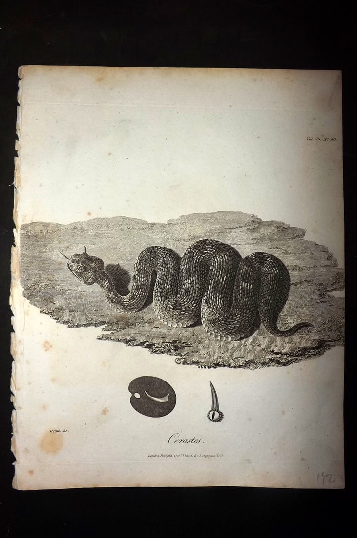 Bruce, James 1813 Antique Print. Cerastes Snake (1 of 1)