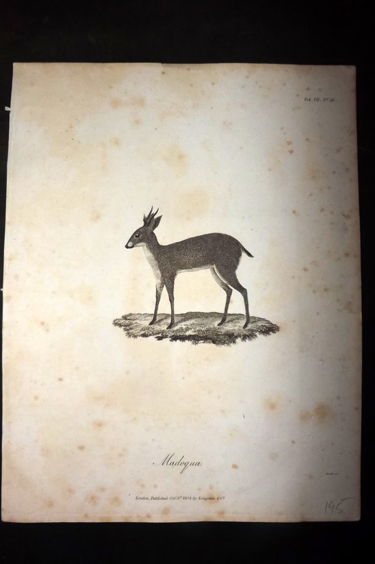 Bruce 1813 Antique Bird Print. Madoqua: Copper Plate Published 1813, Edinburgh for "Travels to discover the source of the Nile" by James Bruce. Paper Size: 12 x 9 inch (30 x 23cm) Some toning present