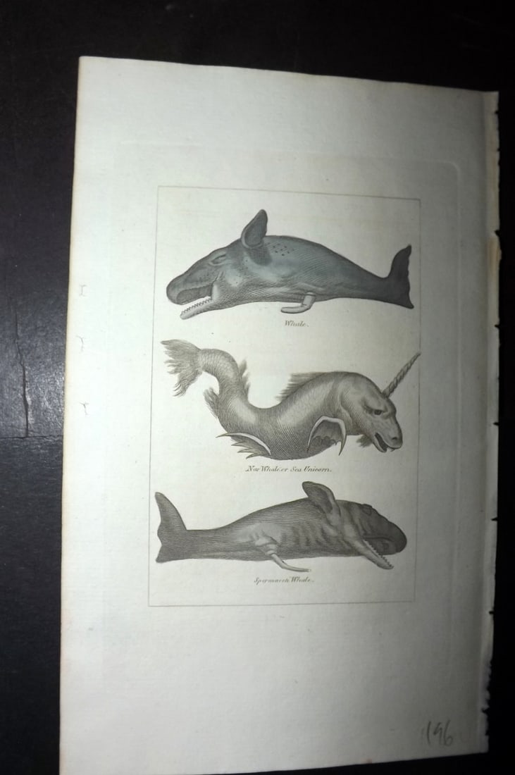 Buffon & Barr 1808 Hand Col Print. Whale. Monster Narwhal. Spermacetti: Hand Colored Copper Plate Published 1808, London for "Natural History of Birds, Fish, Insects and Reptiles" [Barr's Buffon] by the Comte de Buffon et al. Paper Size: 7.5 x 4.5 inch (19 x 12cm) Good Co