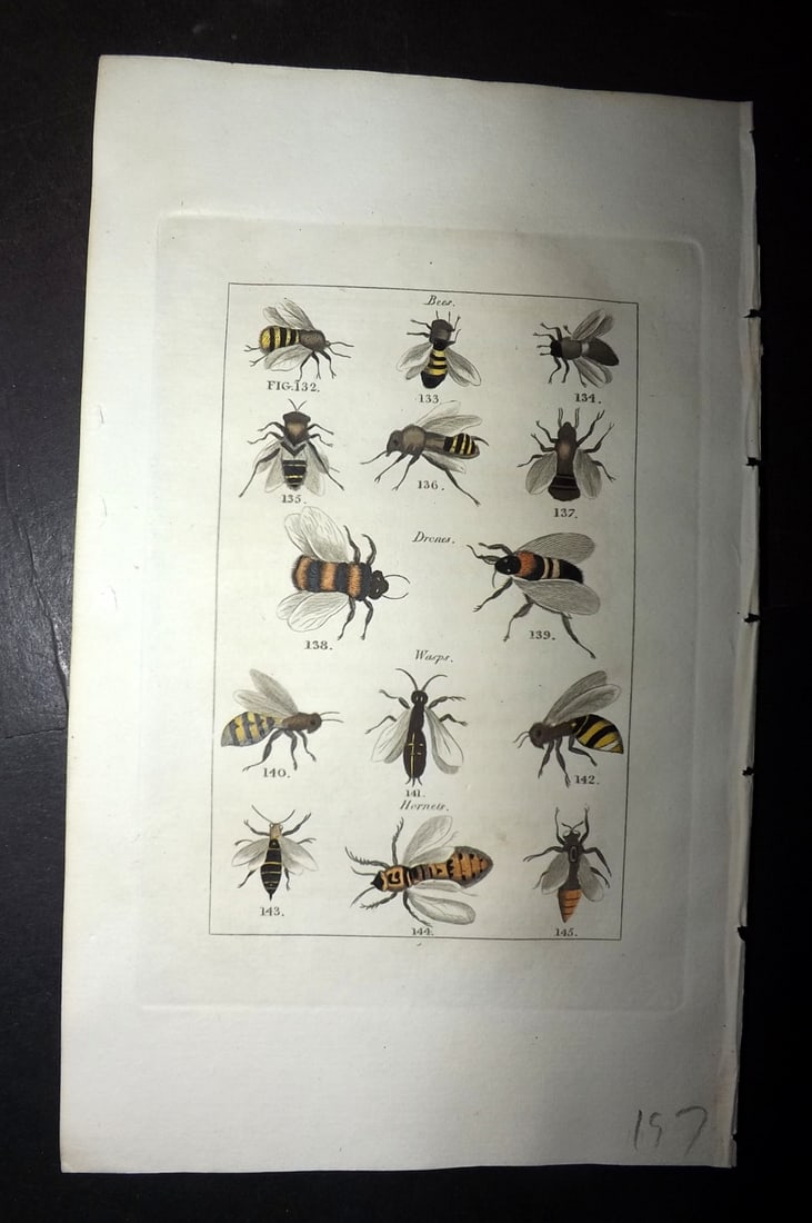 Buffon & Barr 1808 Hand Col Print. Bees. Drones. Wasps. Hornets: Hand Colored Copper Plate Published 1808, London for "Natural History of Birds, Fish, Insects and Reptiles" [Barr's Buffon] by the Comte de Buffon et al. Paper Size: 7.5 x 4.5 inch (19 x 12cm) Good Co