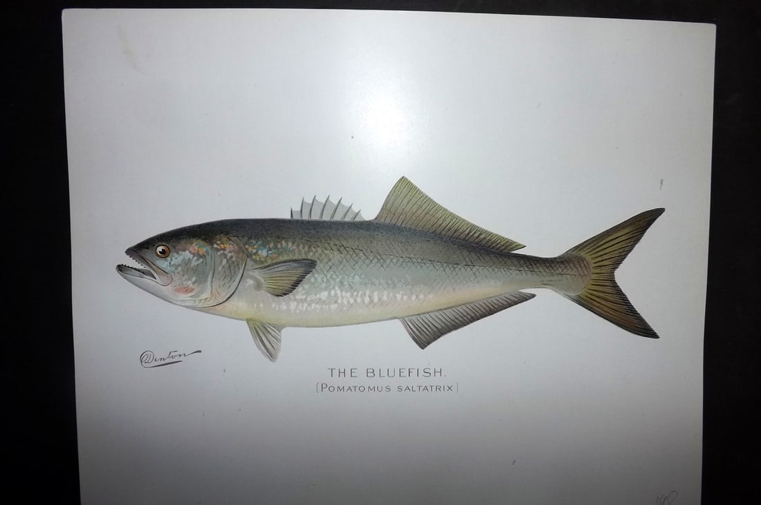 Denton, Sherman 1902 Folio Fish Print. Bluefish (1 of 1)