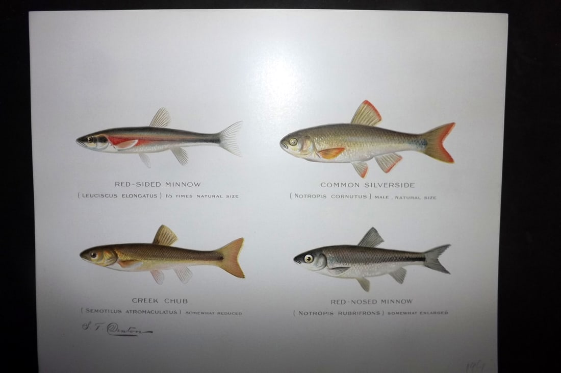 Denton, Sherman 1902 Fish Print. Red-Sided & Red Nosed Minnow, Silverside, Creek Chub (1 of 1)