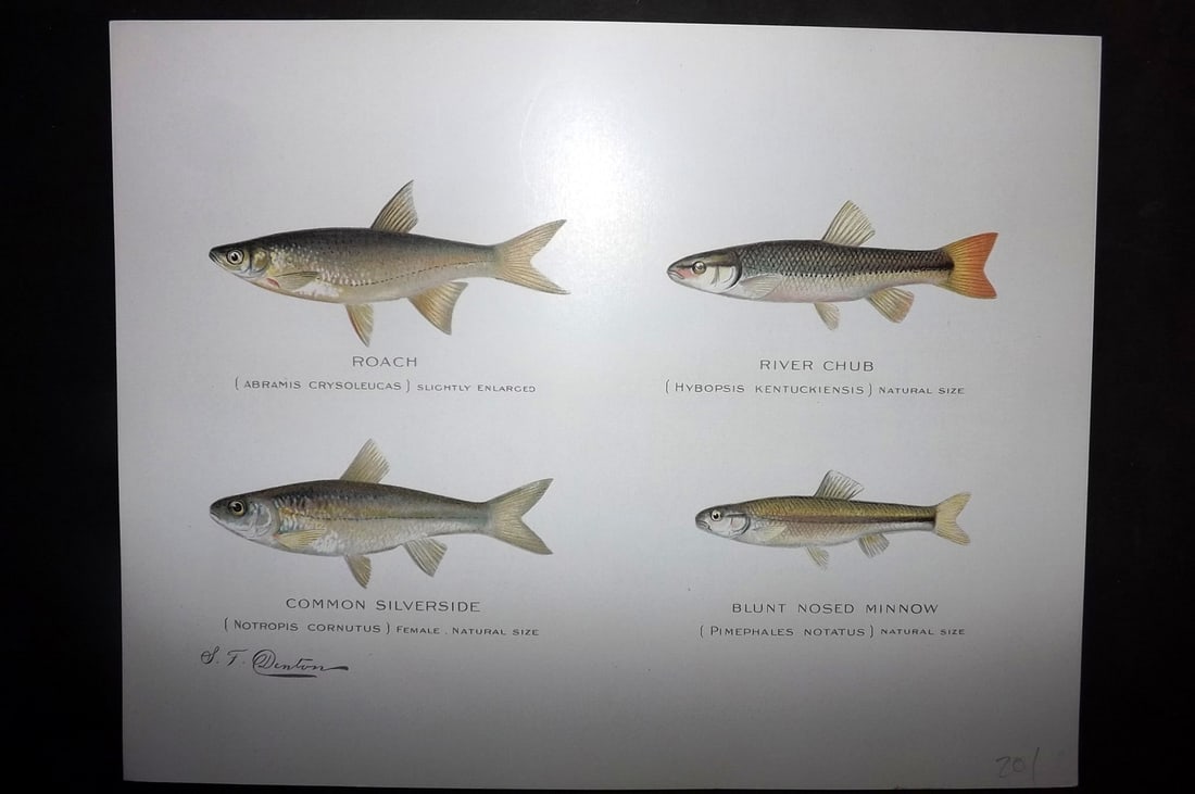 Denton, Sherman 1902 Folio Fish Print. Roach, River Chub, Silverside, Blunt Nosed Minnow: Chromolithograph Published 1902, Albany for "Fish and Game of the State of New York. Seventh Report" First and Deluxe Edition by the Forest, Fish and Game Commission of New York. Illustrated by Sherma