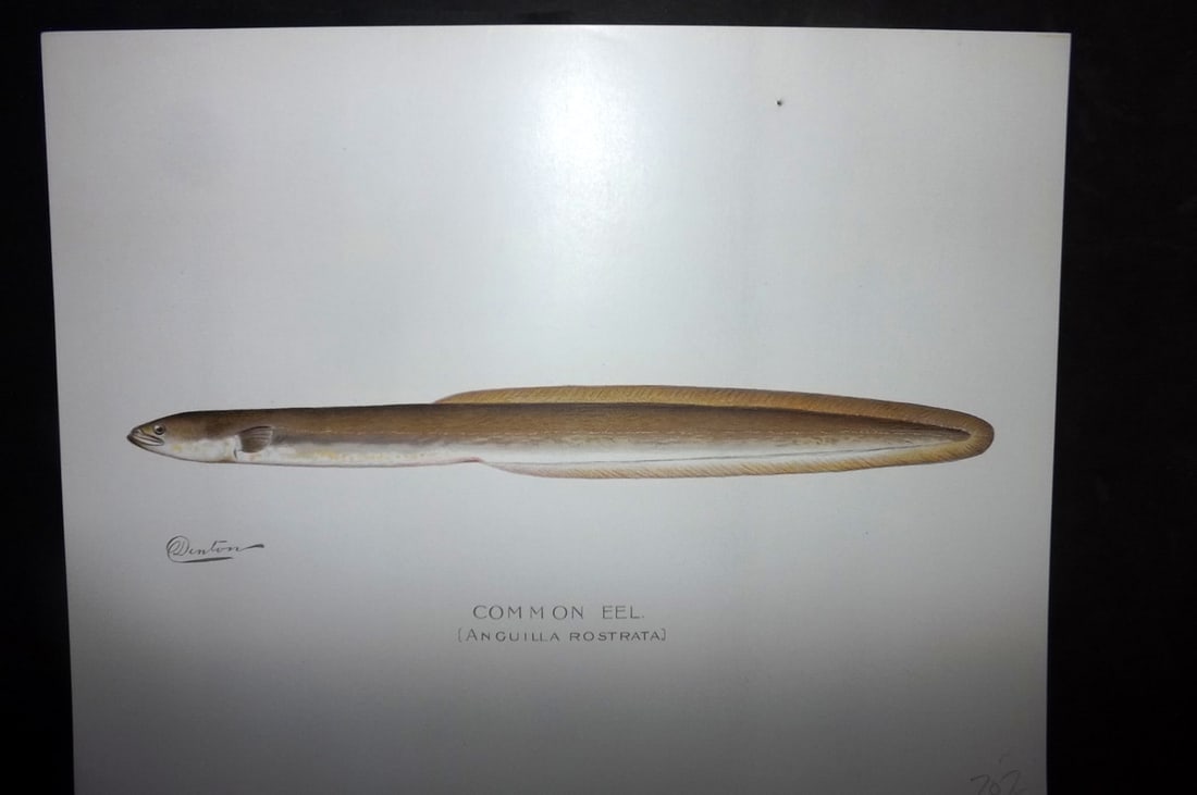 Denton, Sherman 1902 Folio Fish Print. Common Eel (1 of 1)
