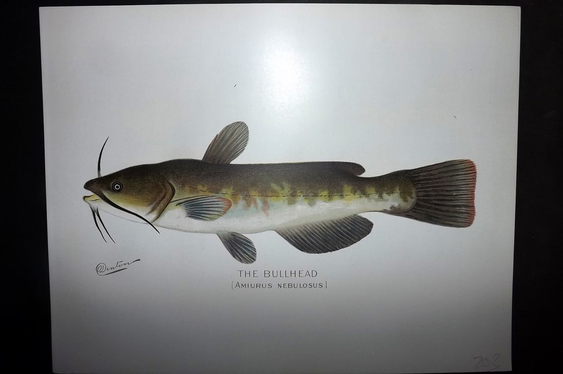 Denton, Sherman 1902 Folio Fish Print. Bullhead (1 of 1)