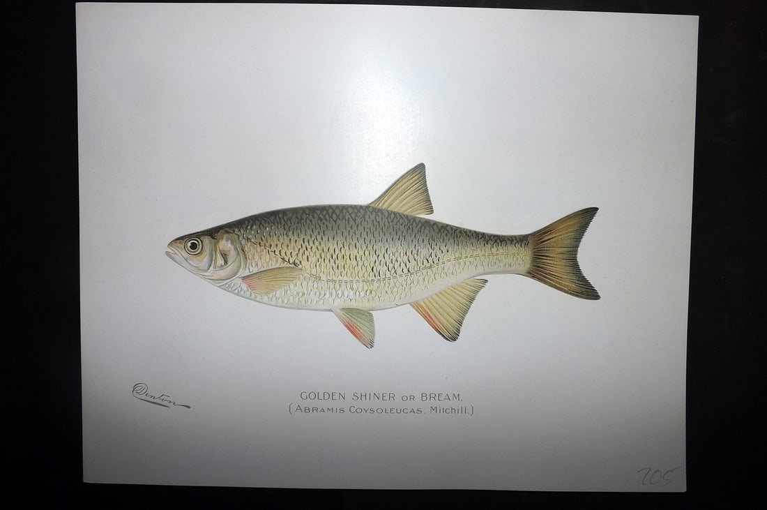 Denton, Sherman 1902 Folio Fish Print. Golden Shiner or Bream: Chromolithograph Published 1902, Albany for "Fish and Game of the State of New York. Seventh Report" First and Deluxe Edition by the Forest, Fish and Game Commission of New York. Illustrated by Sherma