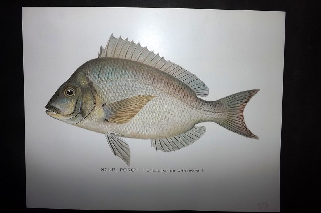 Denton, Sherman 1902 Folio Fish Print. Scup, Porgy: Chromolithograph Published 1902, Albany for "Fish and Game of the State of New York. Seventh Report" First and Deluxe Edition by the Forest, Fish and Game Commission of New York. Illustrated by Sherma