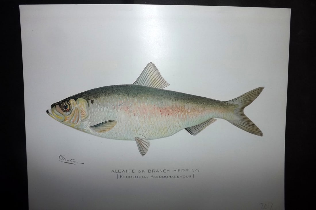 Denton, Sherman 1902 Folio Fish Print. Alewife or Branch Herring: Chromolithograph Published 1902, Albany for "Fish and Game of the State of New York. Seventh Report" First and Deluxe Edition by the Forest, Fish and Game Commission of New York. Illustrated by Sherma