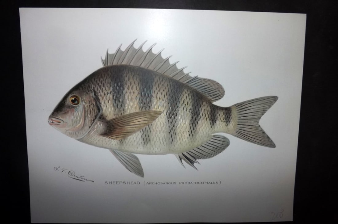 Denton, Sherman 1902 Folio Fish Print. Sheepshead (1 of 1)
