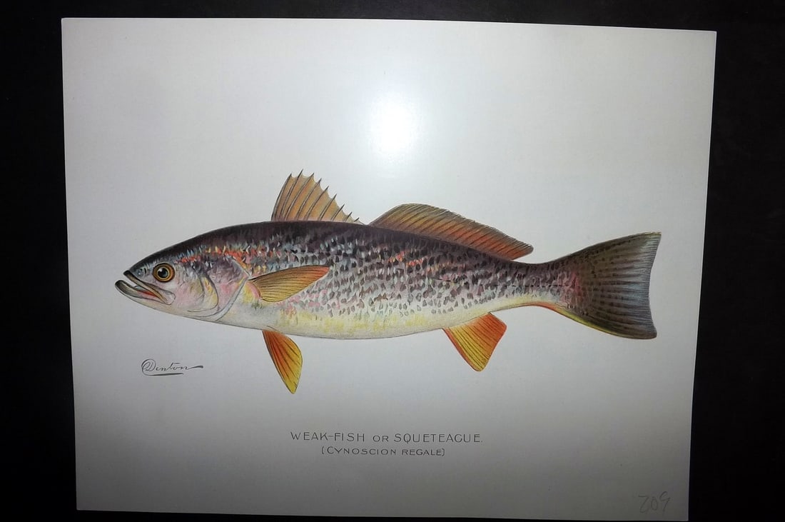 Denton, Sherman 1902 Folio Fish Print. Weak Fish or Squeteague: Chromolithograph Published 1902, Albany for "Fish and Game of the State of New York. Seventh Report" First and Deluxe Edition by the Forest, Fish and Game Commission of New York. Illustrated by Sherma