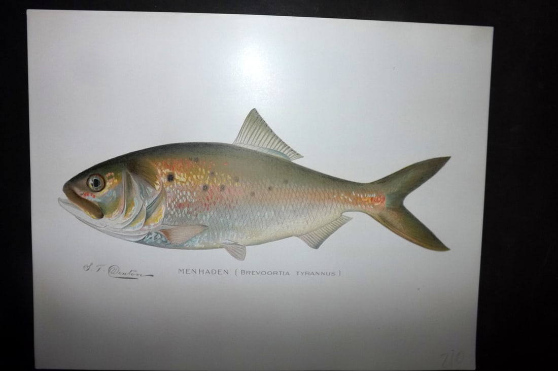 Denton, Sherman 1902 Folio Fish Print. Menhaden: Chromolithograph Published 1902, Albany for "Fish and Game of the State of New York. Seventh Report" First and Deluxe Edition by the Forest, Fish and Game Commission of New York. Illustrated by Sherma