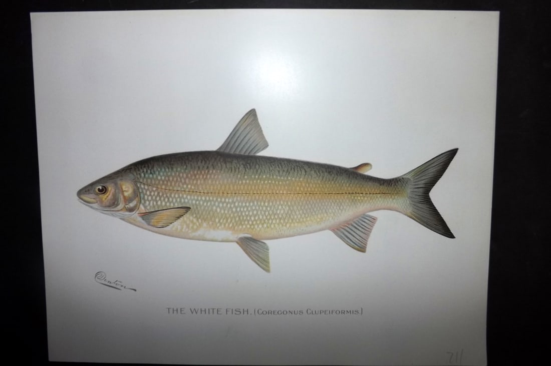 Denton, Sherman 1902 Folio Fish Print. The White Fish (1 of 1)