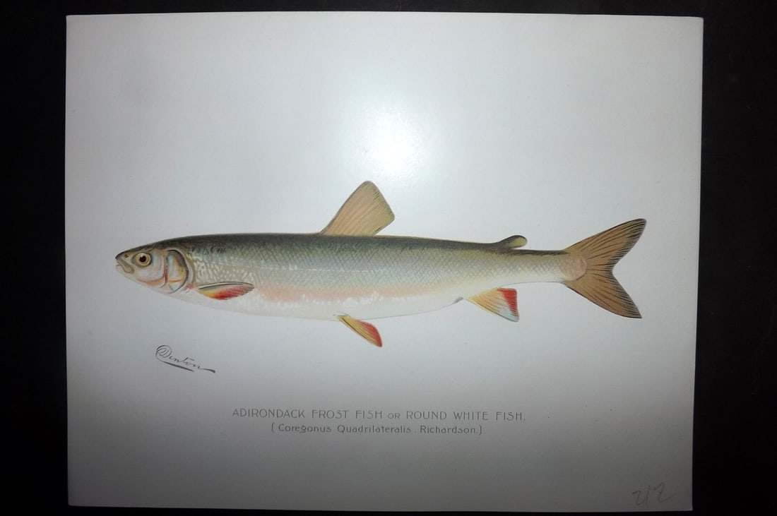 Denton, Sherman 1902 Folio Fish Print. Adirondack Frost Fish or Round White Fish (1 of 1)