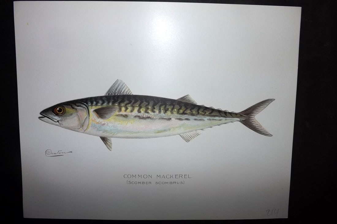 Denton, Sherman 1902 Folio Fish Print. Common Mackerel (1 of 1)
