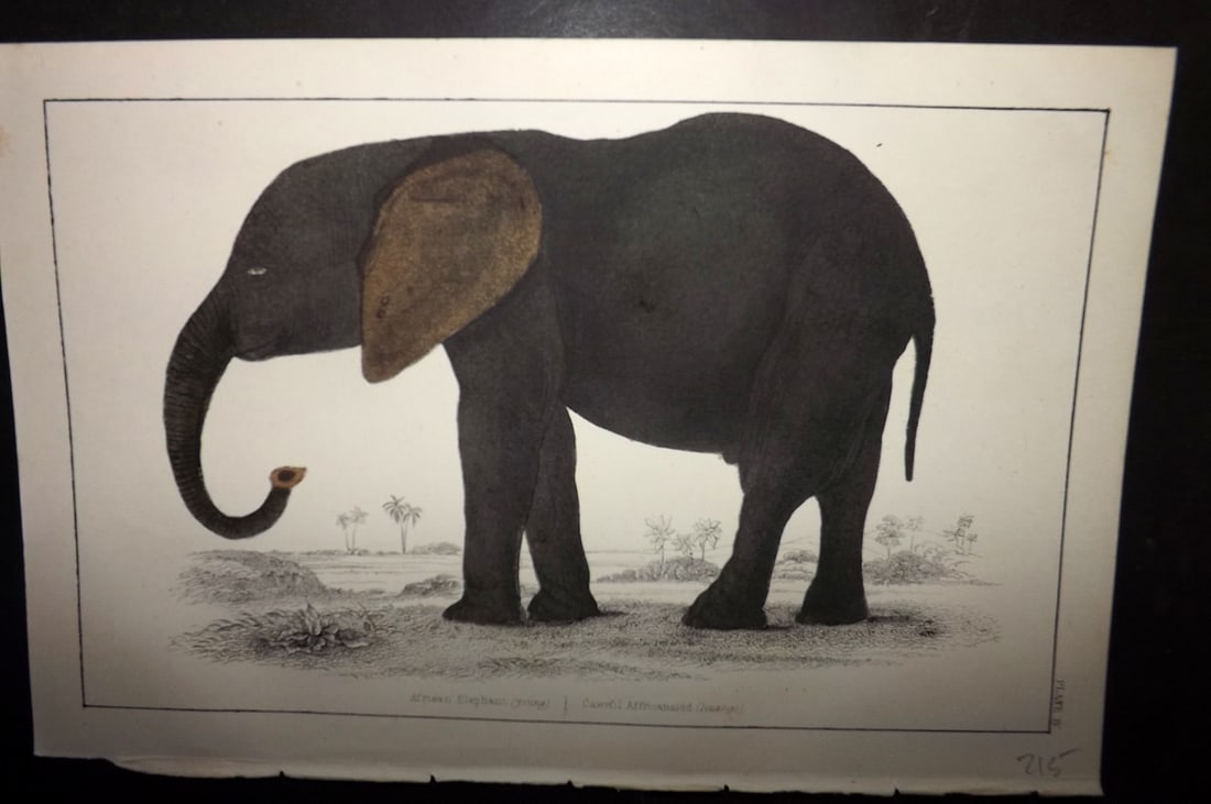 Goldsmith C1855 Hand Col Print. African Elephant 04: Hand Colored Etching/Engraving Published C1855 by A. Fullarton & Co., London for "A History of the Earth and Animated Nature" by Oliver Goldsmith. Paper Size: 10 x 6 inch (25 x 16cm) Good Condition