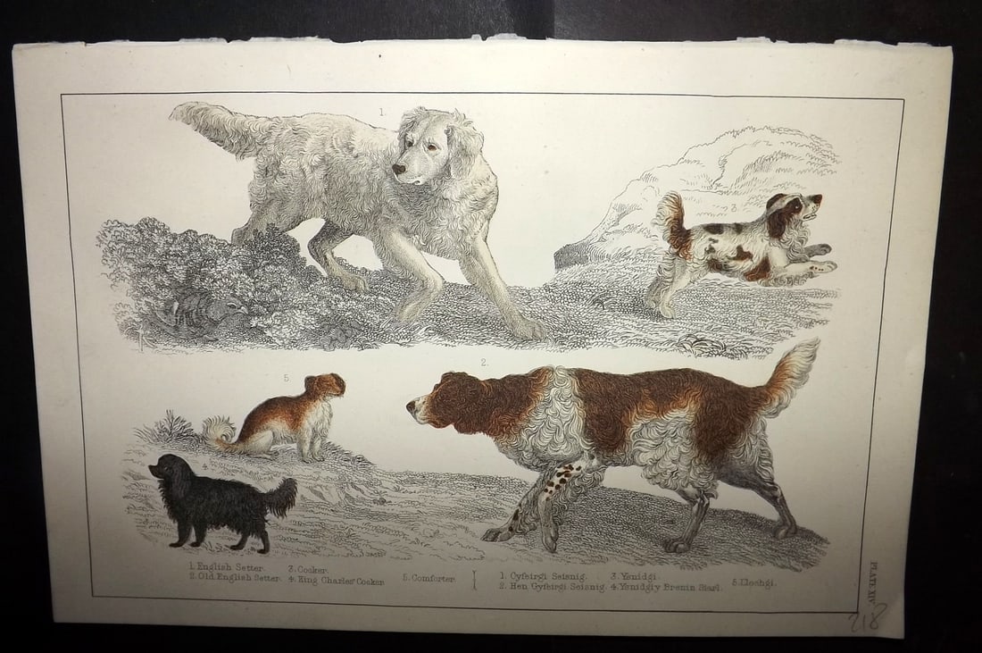 Goldsmith C1855 Hand Col Print. English Setter, Cocker, King Charles Dogs 14 (1 of 1)