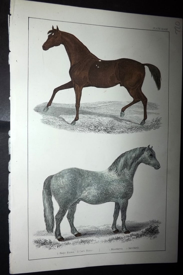 Goldsmith C1855 Hand Col Print. Race Horse. Cart Horse 48: Hand Colored Etching/Engraving Published C1855 by A. Fullarton & Co., London for "A History of the Earth and Animated Nature" by Oliver Goldsmith. Paper Size: 10 x 6 inch (25 x 16cm) Good Condition