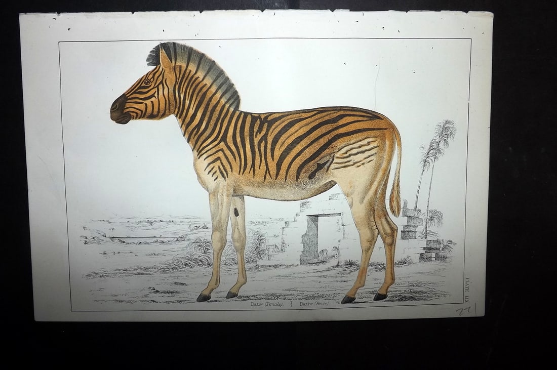 Goldsmith C1855 Hand Col Print. Datiw. Extinct Quagga 59: Hand Colored Etching/Engraving Published C1855 by A. Fullarton & Co., London for "A History of the Earth and Animated Nature" by Oliver Goldsmith. Paper Size: 10 x 6 inch (25 x 16cm) Good Condition