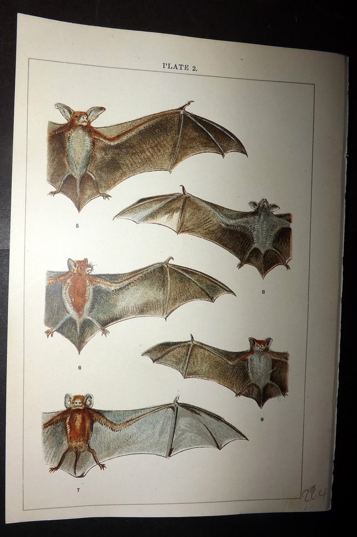 Gordon, W. J. C1900 Antique Print. Bats 02 (1 of 1)