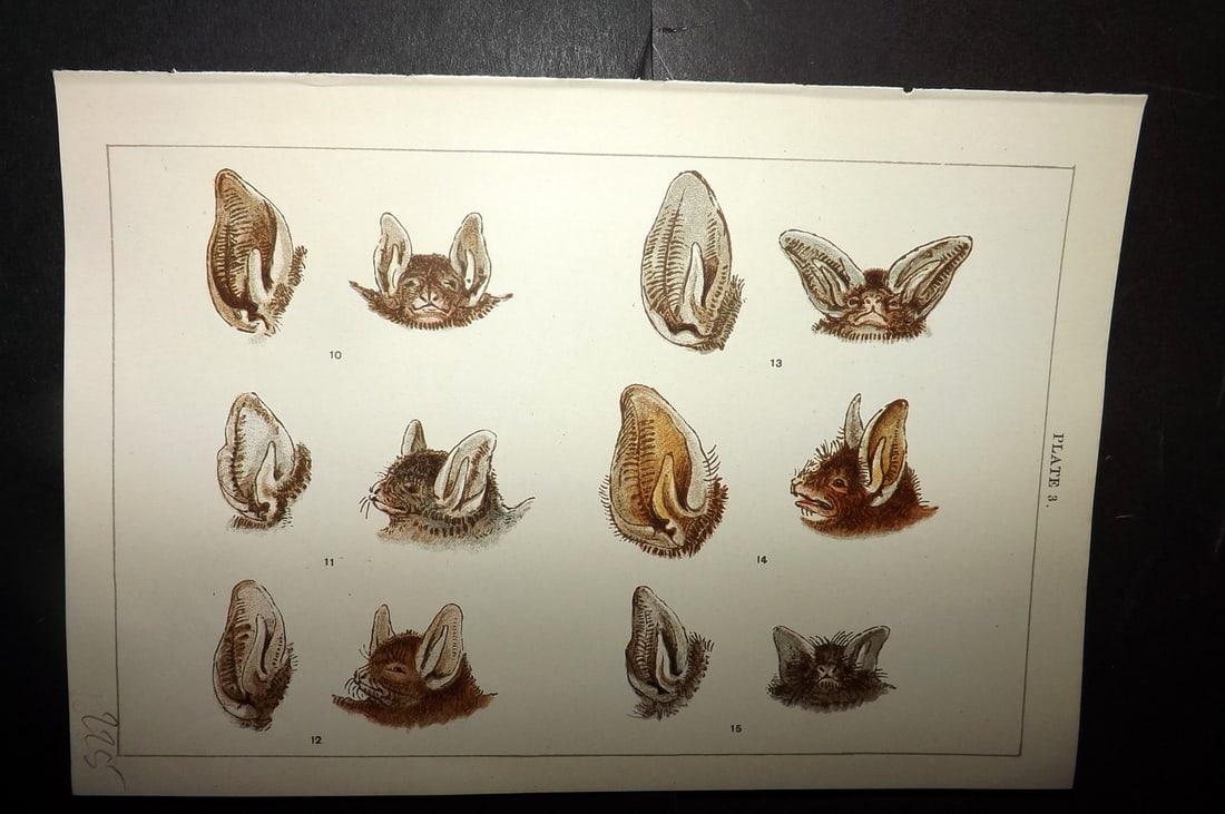 Gordon, W. J. C1900 Antique Print. Bats 03: Chromolithograph Published C1900, London for the "Our Country's" Series by W. J. Gordon. Paper Size: 7.5 x 5 inch (19 x 13cm) Good Condition