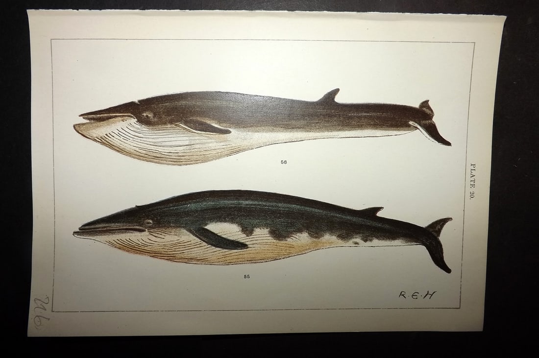 Gordon, W. J. C1900 Antique Print. Sibbald's & Common Rorqual Whales 20.: Chromolithograph Published C1900, London for the "Our Country's" Series by W. J. Gordon. Paper Size: 7.5 x 5 inch (19 x 13cm) Good Condition