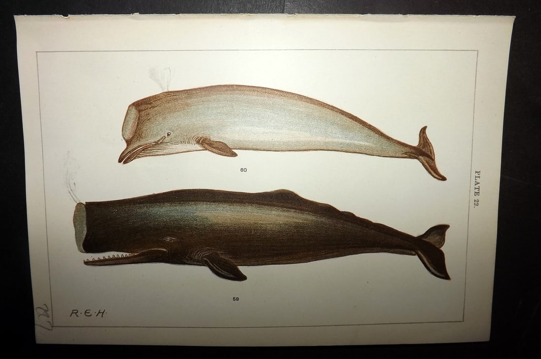 Gordon, W. J. C1900 Antique Print. Sperm & Bottlenose Whales 22. (1 of 1)