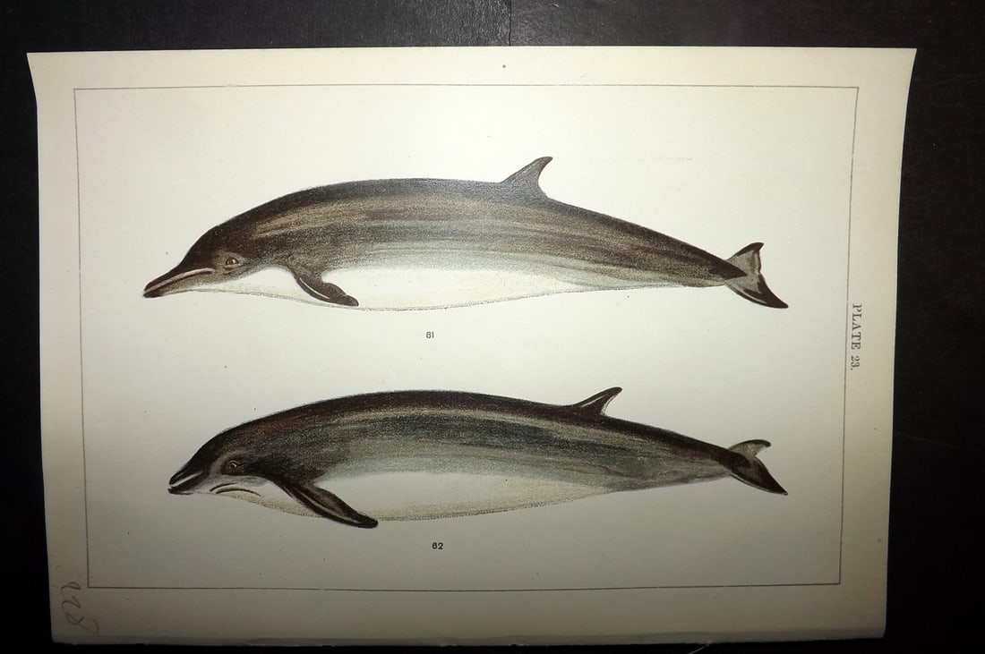 Gordon, W. J. C1900 Antique Print. Sowerby's & Cuvier's Whales 23. (1 of 1)