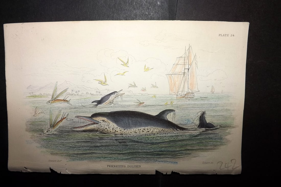 Jardine, William 1837 Hand Col Print. Pernetty's Dolphin 24: Hand Colored Steel Engraving/Etching Published 1833-43 by W.H.Lizars, Edinburgh for "The Naturalist's Library"by Sir William Jardine. Paper Size: 6.5 x 4.25 inch (17 x 11cm) Good Condition