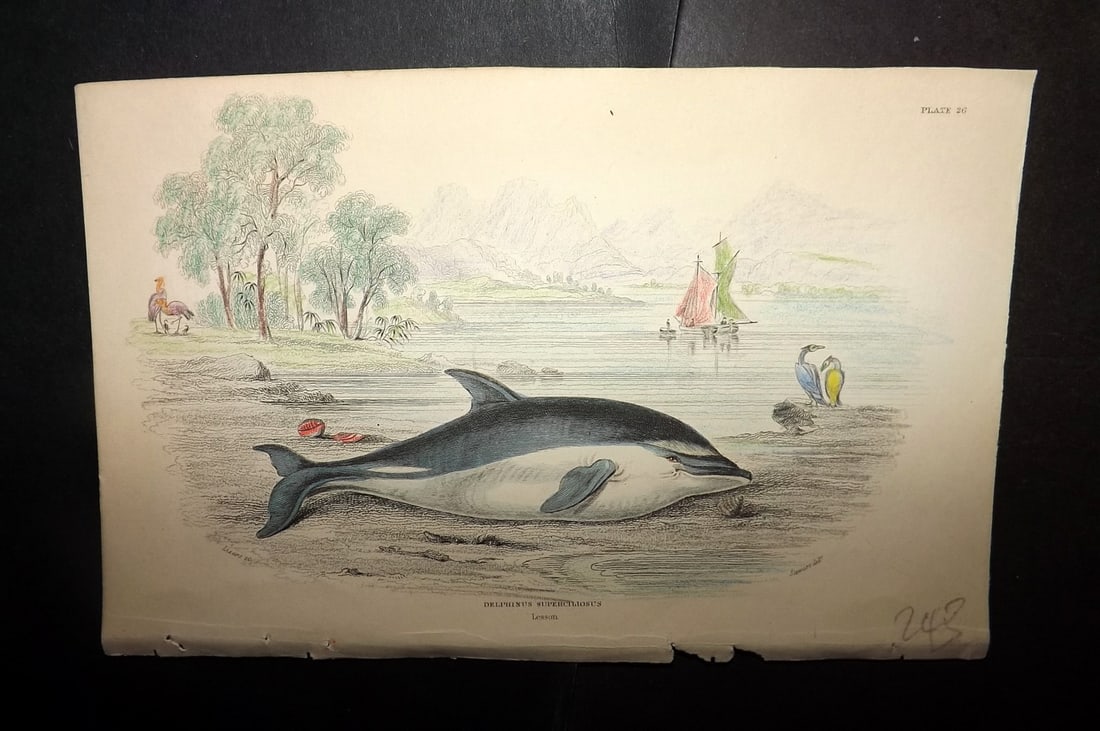 Jardine, William 1837 Hand Col Print. Delphinus Superciliosus 26 (1 of 1)