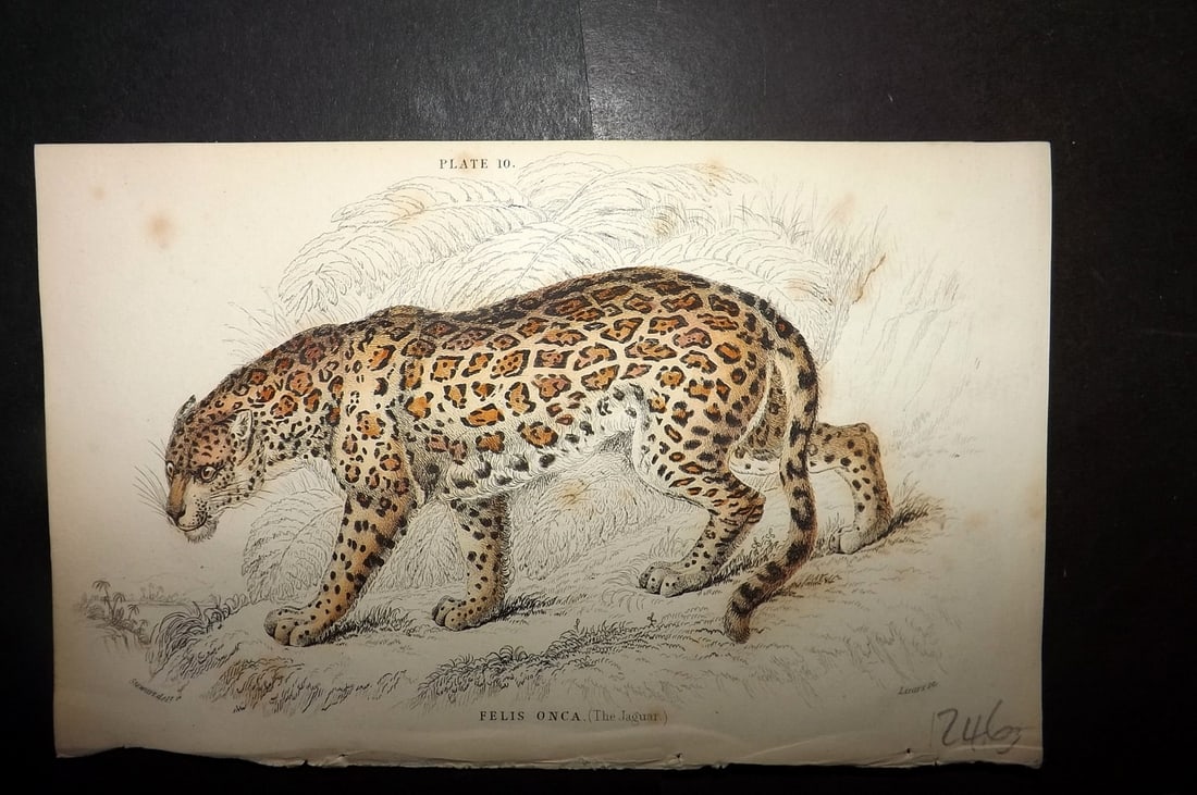 Jardine, William 1834 Hand Col Print. Jaguar or American Panther 10: Hand Colored Steel Engraving/Etching Published 1833-43 by W.H.Lizars, Edinburgh for "The Naturalist's Library"by Sir William Jardine. Paper Size: 6.5 x 4.25 inch (17 x 11cm) Minor toning, otherwise Go