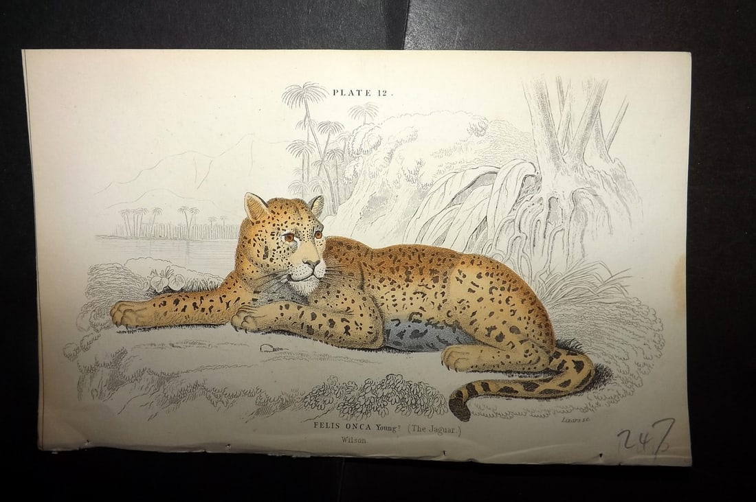 Jardine, William 1834 Hand Col Print. Jaguar - Young 12: Hand Colored Steel Engraving/Etching Published 1833-43 by W.H.Lizars, Edinburgh for "The Naturalist's Library"by Sir William Jardine. Paper Size: 6.5 x 4.25 inch (17 x 11cm) Good Condition
