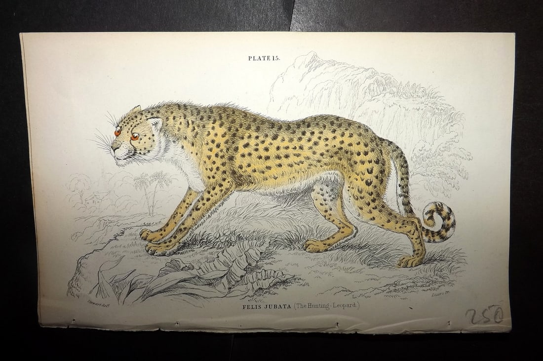 Jardine, William 1834 Hand Col Print. Hunting Leopard 15 (1 of 1)